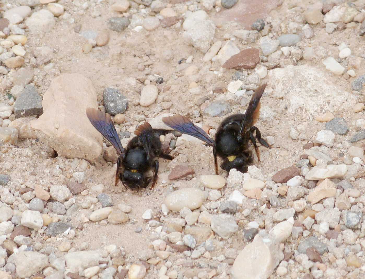 Chalicodoma parietina [Apidae Megachilinae] che raccolgono terra